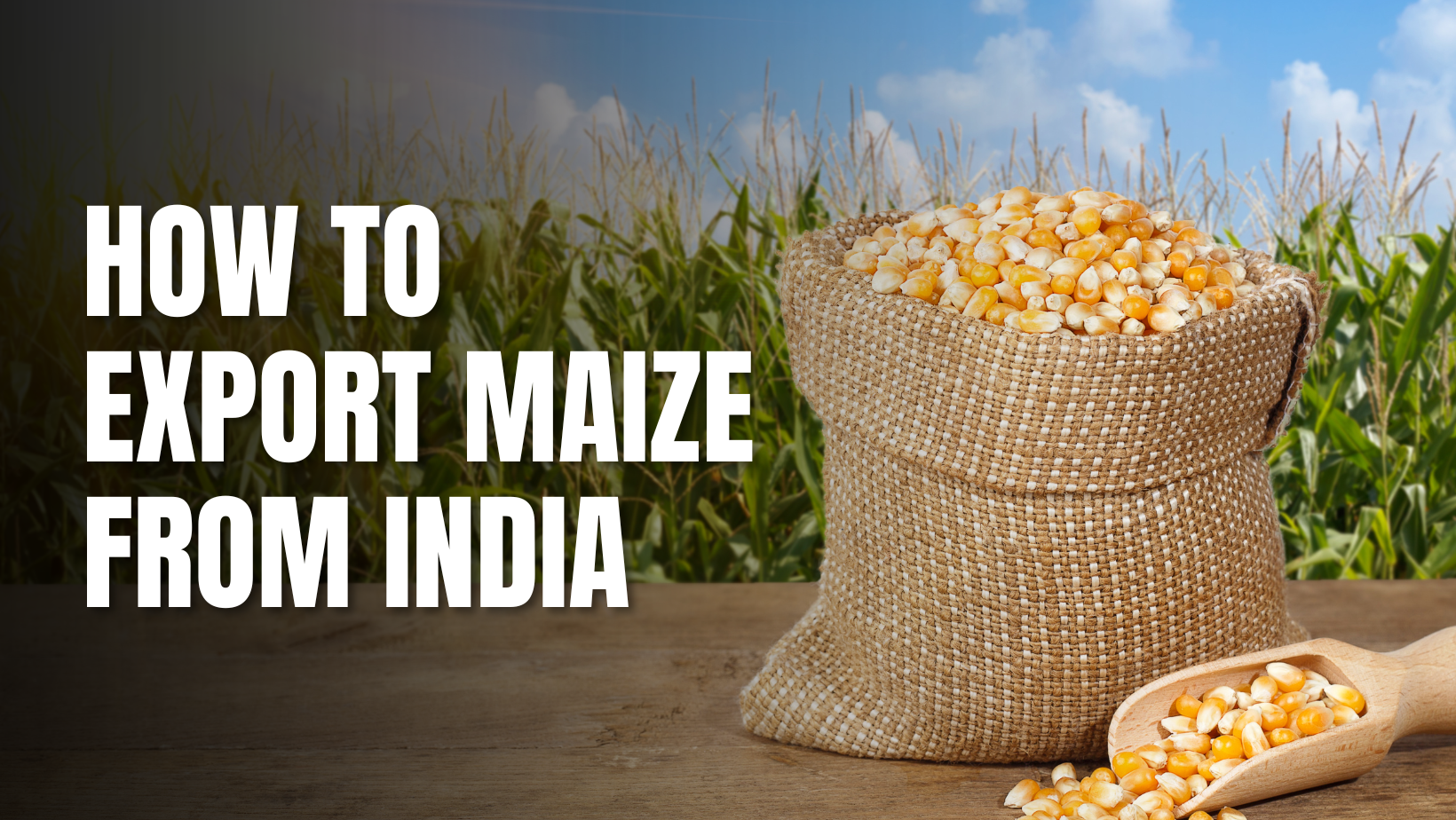 Maize